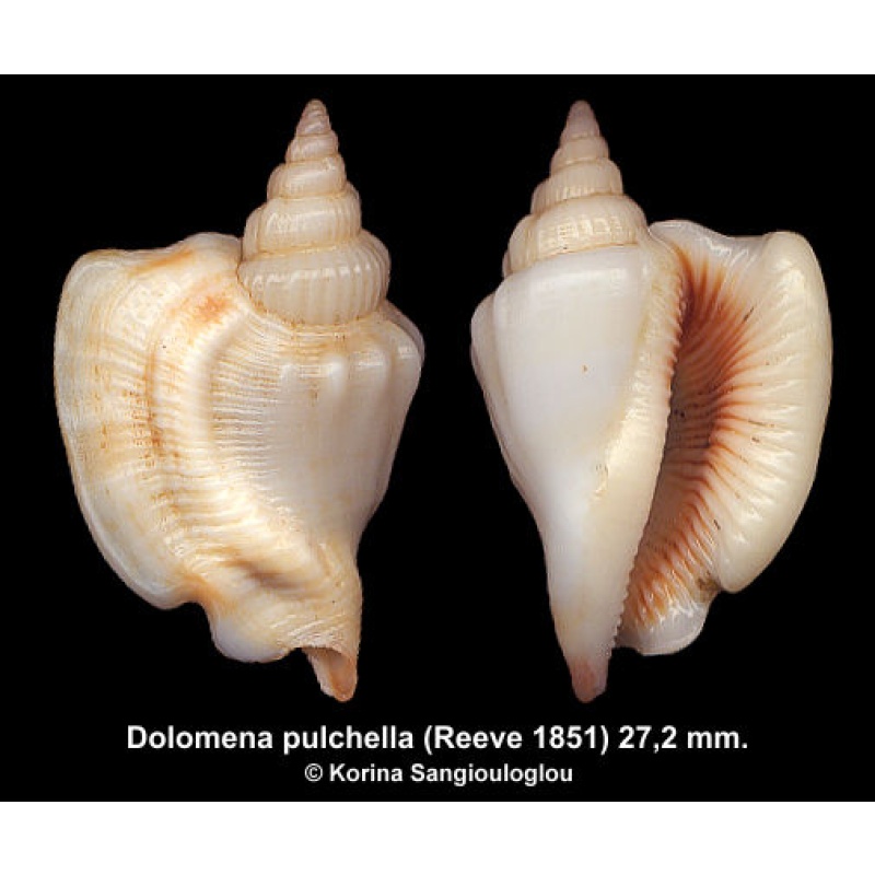 Dolomena pulchella Gorgeous Superb!