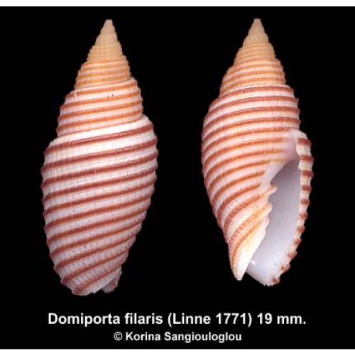 Domiporta filaris Outstanding Brown Cords!