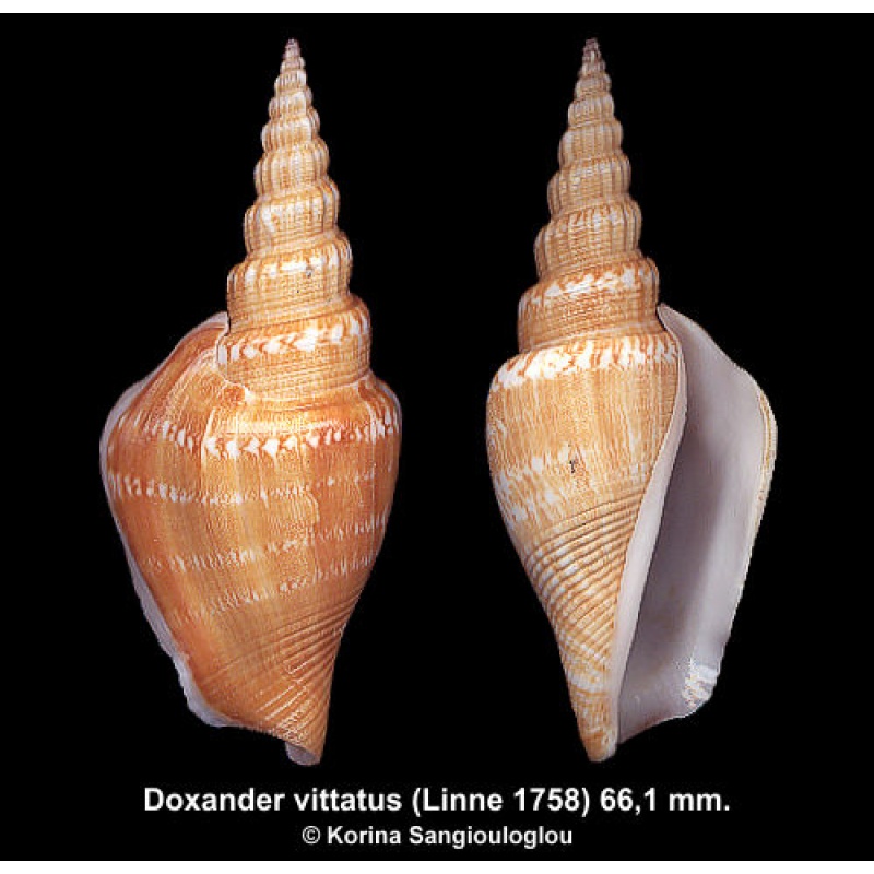 Doxander vittatus Gorgeous Superb!