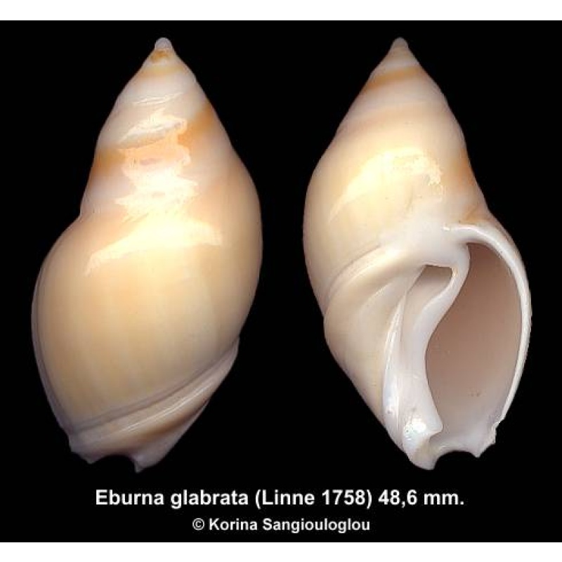 Eburna glabrata Gorgeous Yellowish!