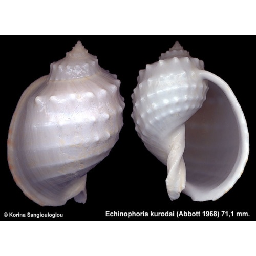 Echinophoria kurodai Gorgeous!