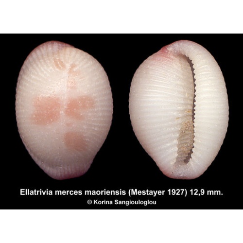 Ellatrivia merces maoriensis Gorgeous Rare!