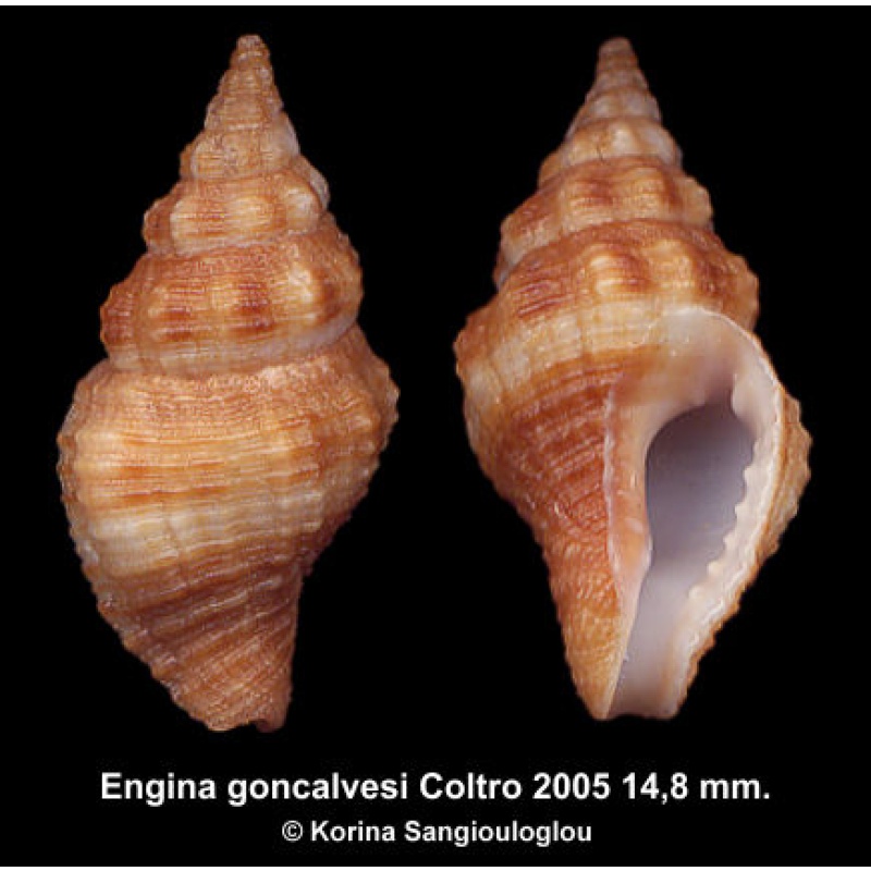 Engina goncalvesi Outstanding Rare!