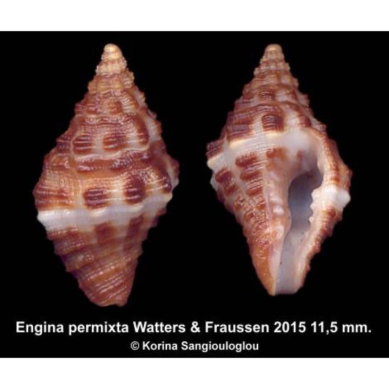 Engina permixta Outstanding Strange!