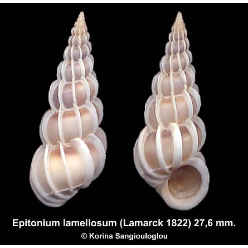 Epitonium lamellosum Gorgeous Superb!