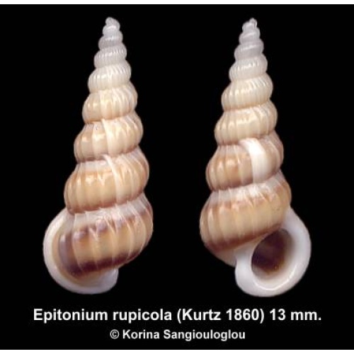 Epitonium rupicola Outstanding Uncommon!
