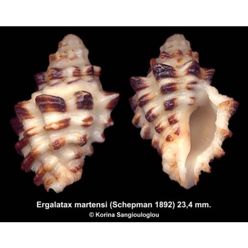 Ergalatax martensi Gorgeous Uncommon!