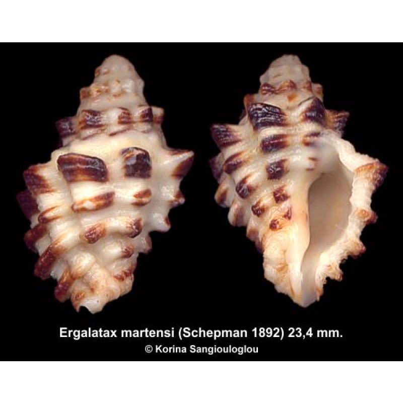 Ergalatax martensi Gorgeous Uncommon!