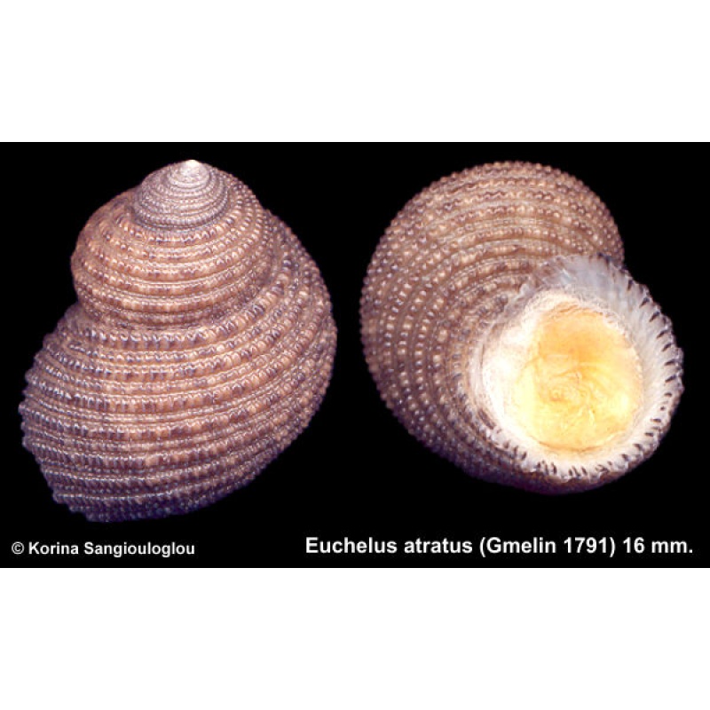 Euchelus atratus Gorgeous!