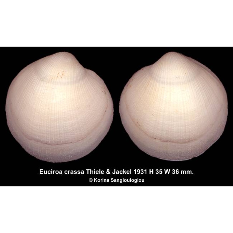 Euciroa crassa Outstanding Globose!