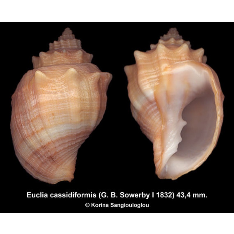Euclia cassidiformis Gorgeous!