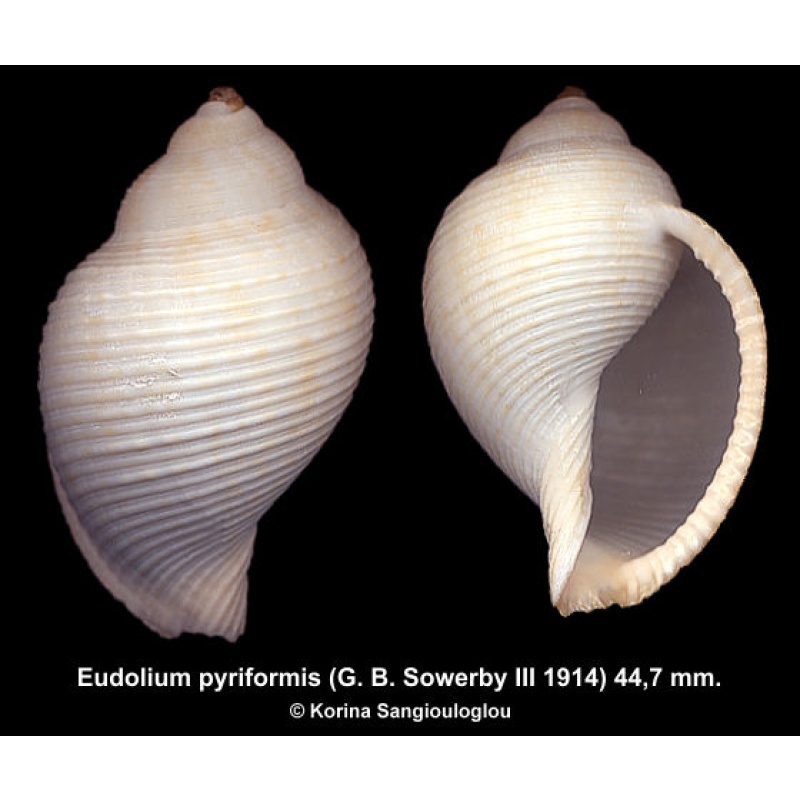 Eudolium pyriformis Outstanding Rare Japanese Specimen!