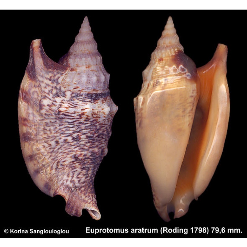 Euprotomus aratrum Gorgeous!