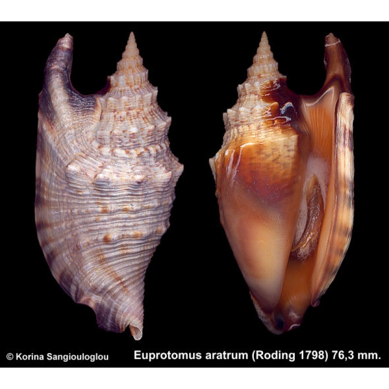 Euprotomus aratrum Gorgeous Superb!
