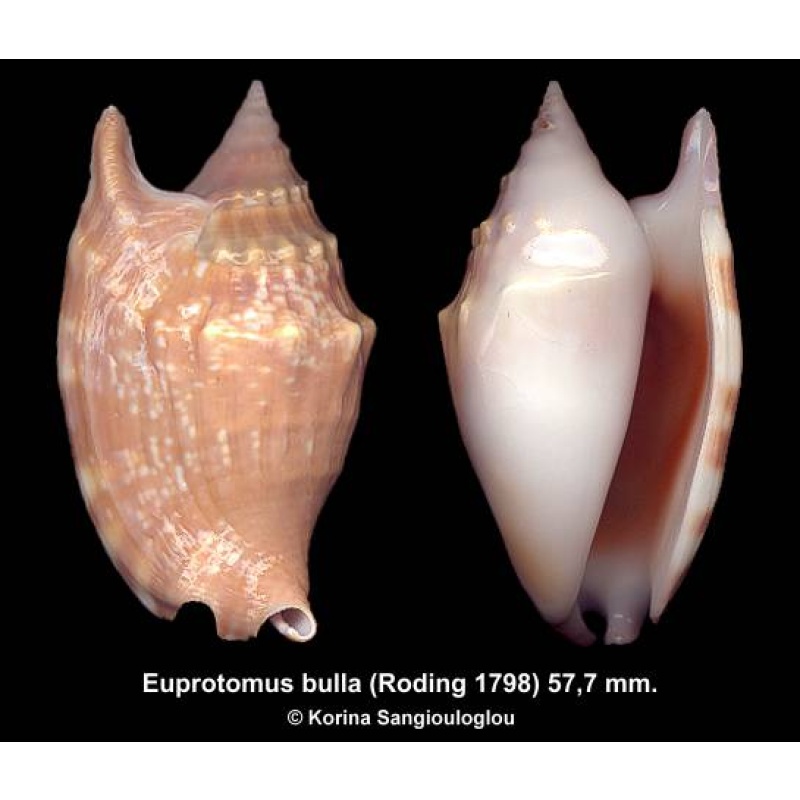 Euprotomus bulla Gorgeous!