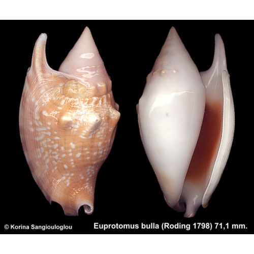 Euprotomus bulla Gorgeous Extra Large Superb!