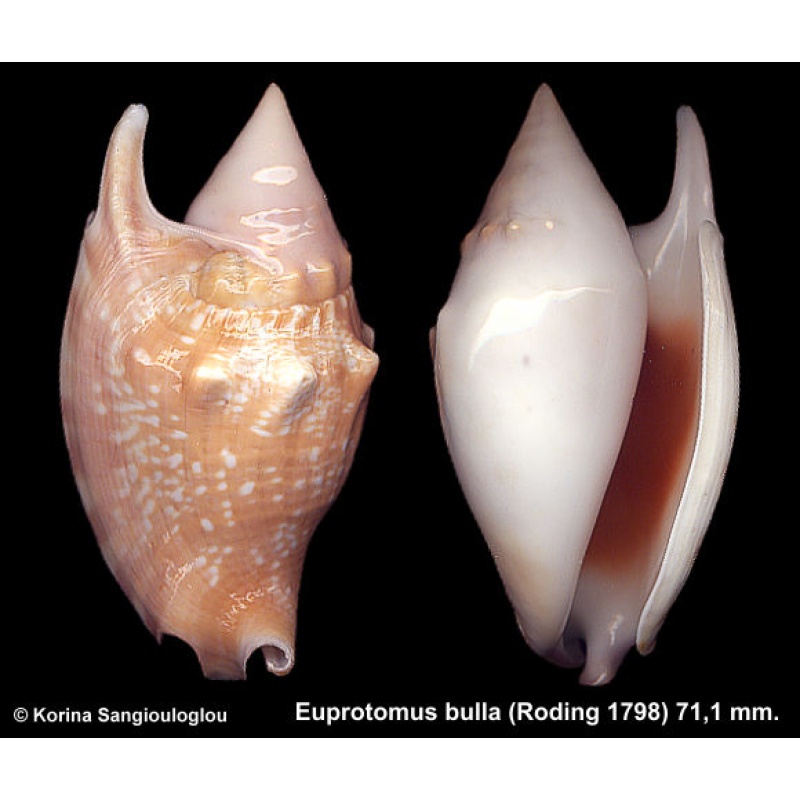 Euprotomus bulla Gorgeous Extra Large Superb!