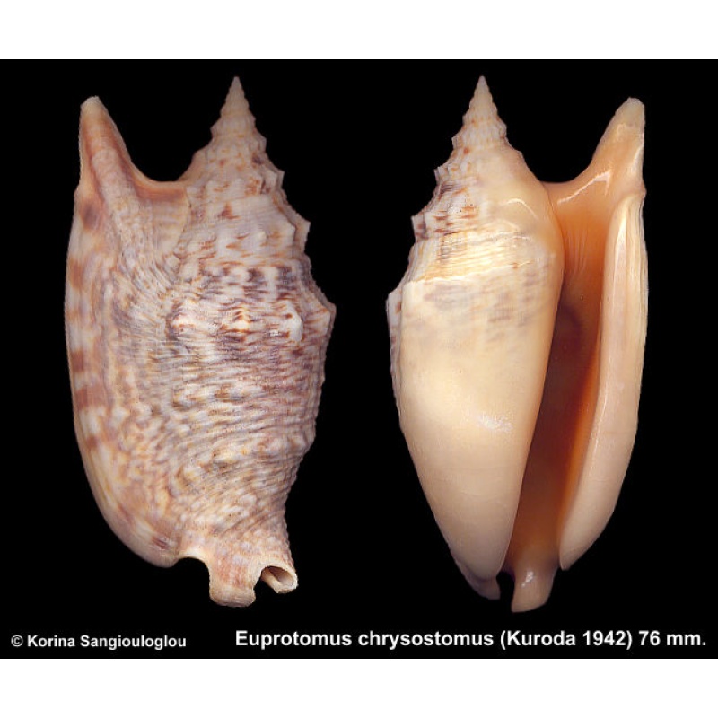 Euprotomus chrysostomus Gorgeous Superb Strange Form!