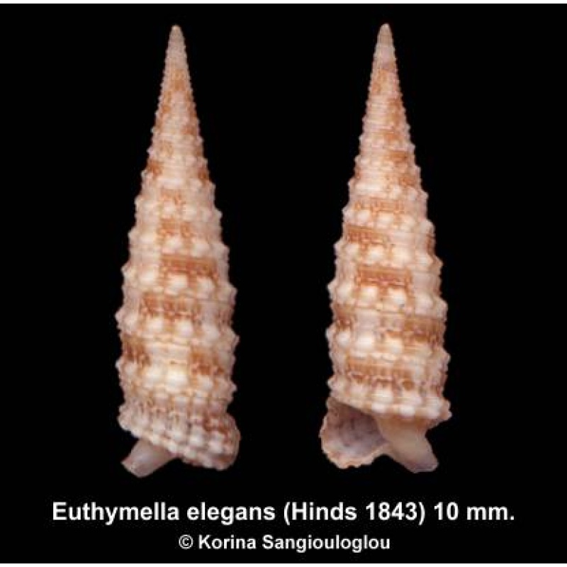 Euthymella elegans Gorgeous Superb Knobby!