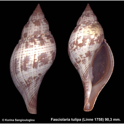 Fasciolaria tulipa Gorgeous!