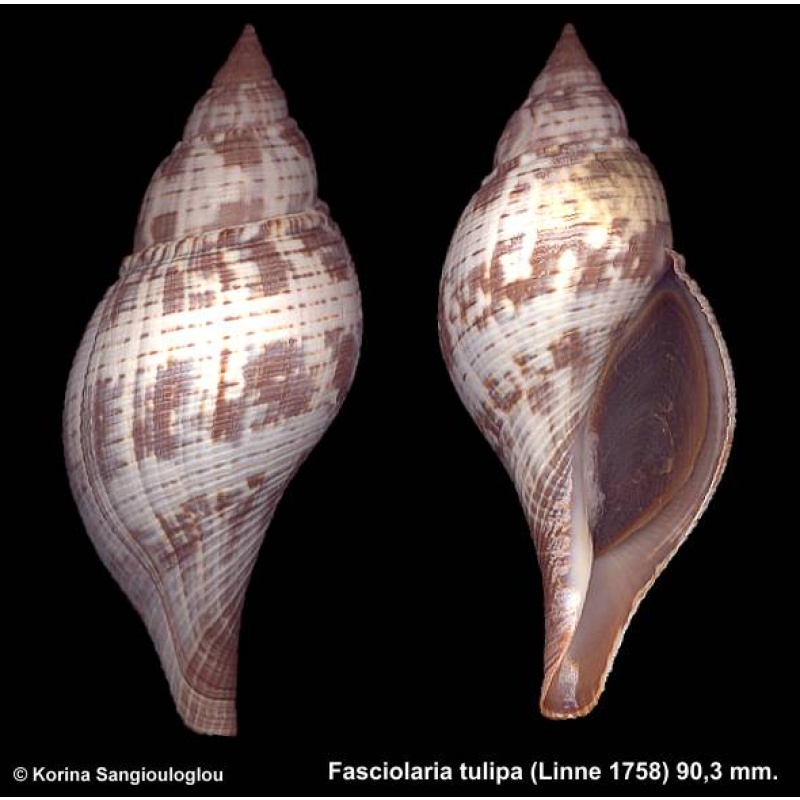 Fasciolaria tulipa Gorgeous!