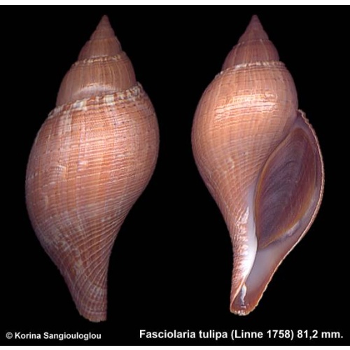 Fasciolaria tulipa Gorgeous Rare color!