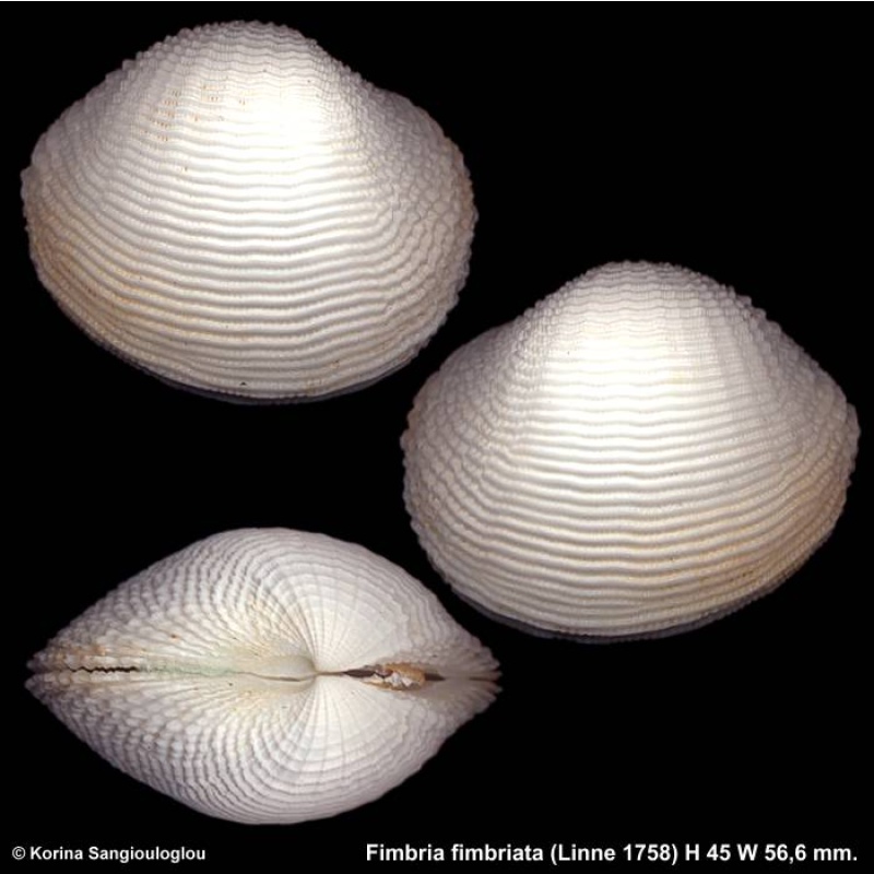 Fimbria fimbriata Gorgeous!