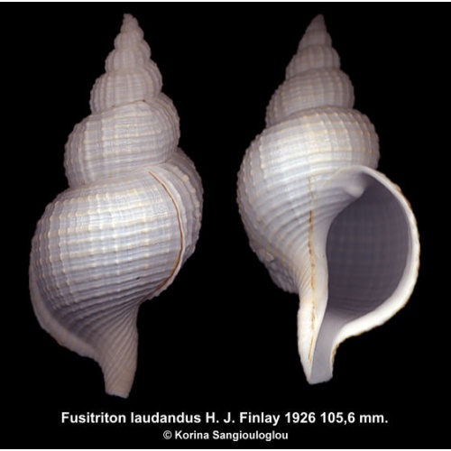 Fusitriton laudandus Gorgeous Uncommon Deep Water Sp!
