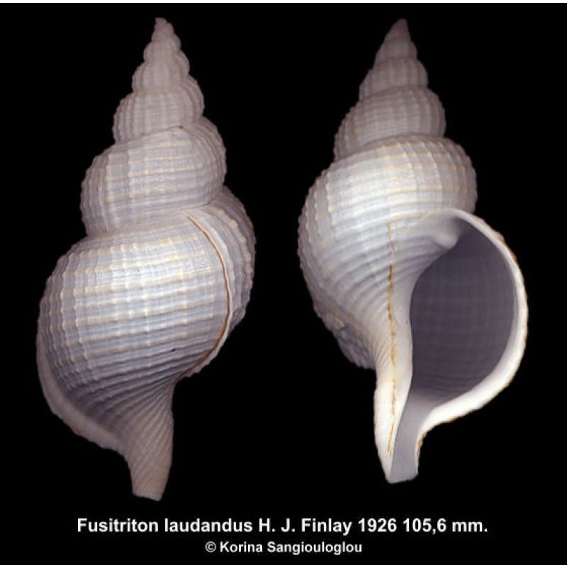 Fusitriton laudandus Gorgeous Uncommon Deep Water Sp!