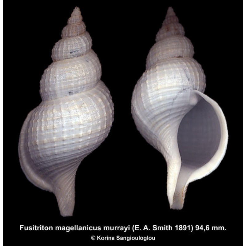 Fusitriton magellanicus murrayi Gorgeous!