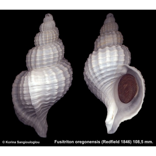 Fusitriton oregonensis Gorgeous Large!