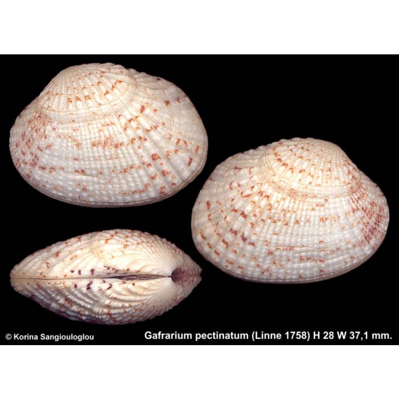 Gafrarium pectinatum Gorgeous Ornamented!