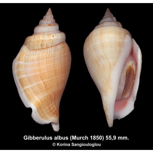 Gibberulus albus Gorgeous!