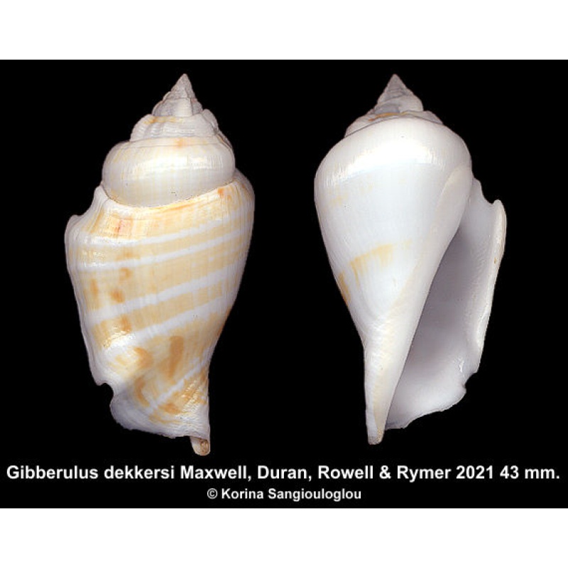 Gibberulus dekkersi Gorgeous!