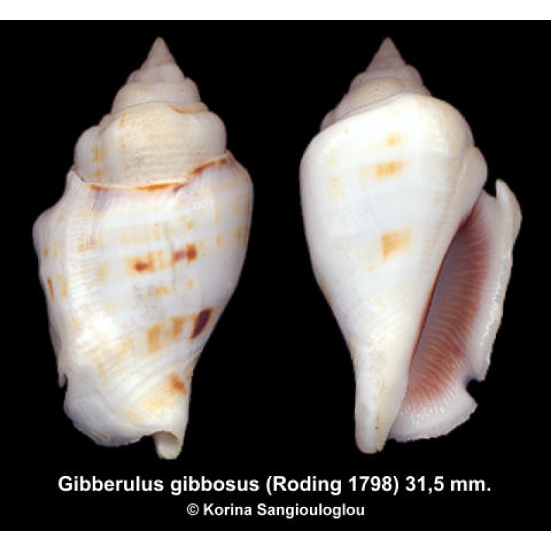 Gibberulus gibbosus Gorgeous!