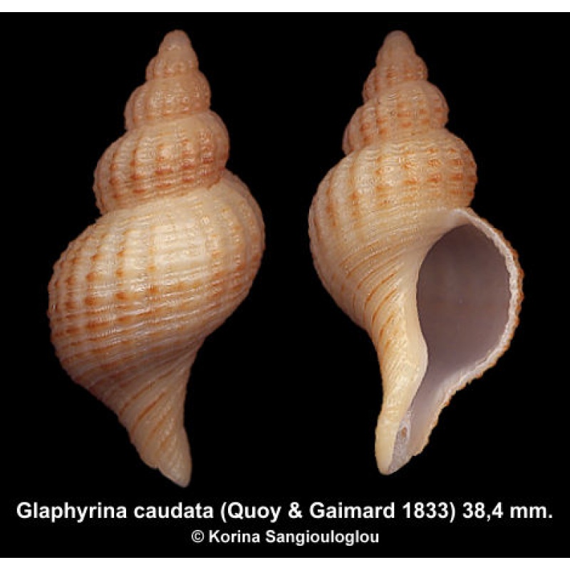 Glaphyrina caudata Gorgeous Huge Superb!