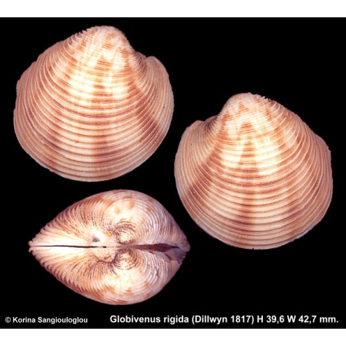 Globivenus rigida Gorgeous Large!