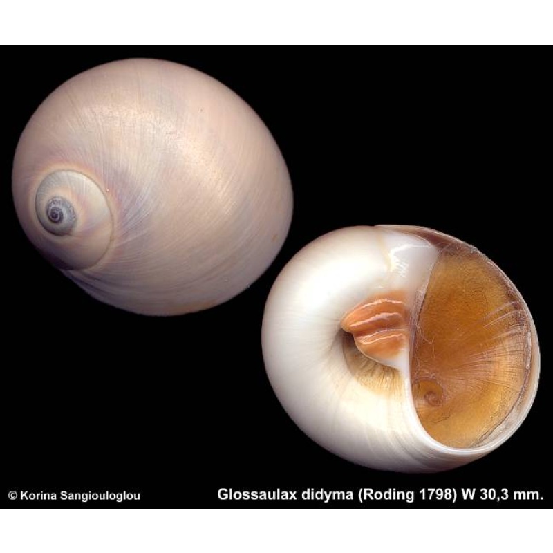 Glossaulax didyma Outstanding!