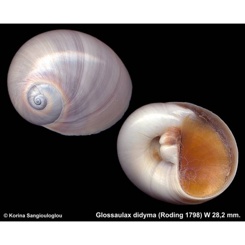 Glossaulax didyma Outstanding Blue!