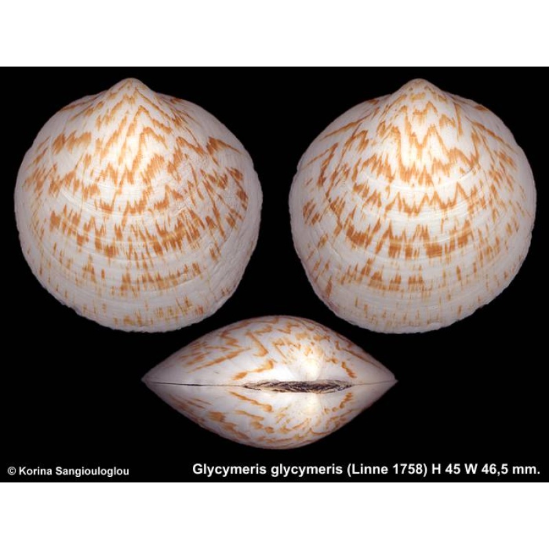 Glycymeris glycymeris Gorgeous!