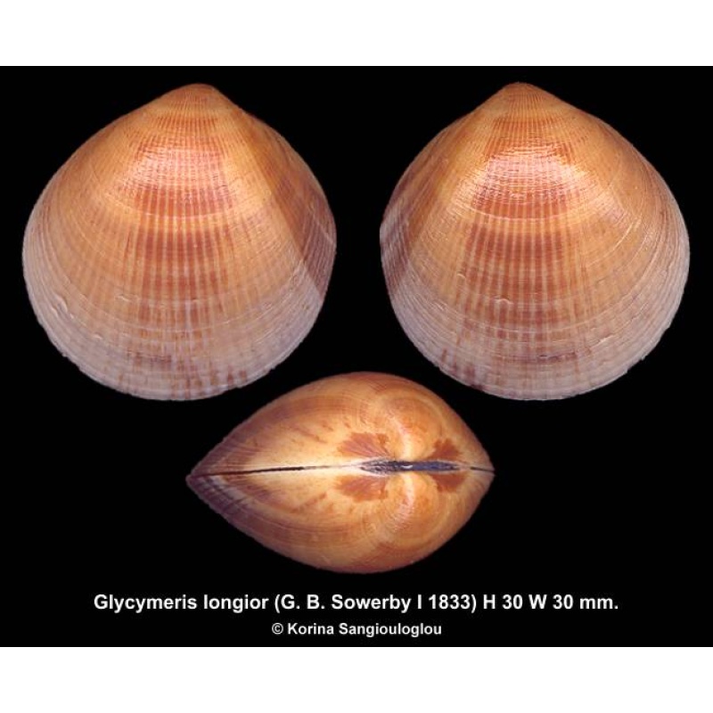 Glycymeris longior Gorgeous Colorful!