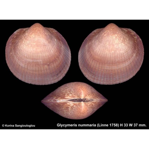 Glycymeris nummaria Gorgeous Uncommon!