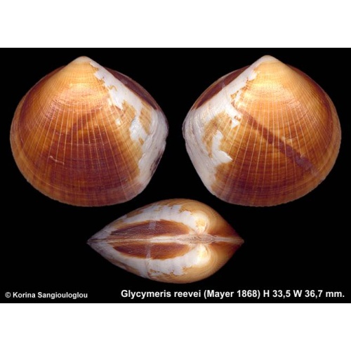 Glycymeris reevei Gorgeous Colorful!