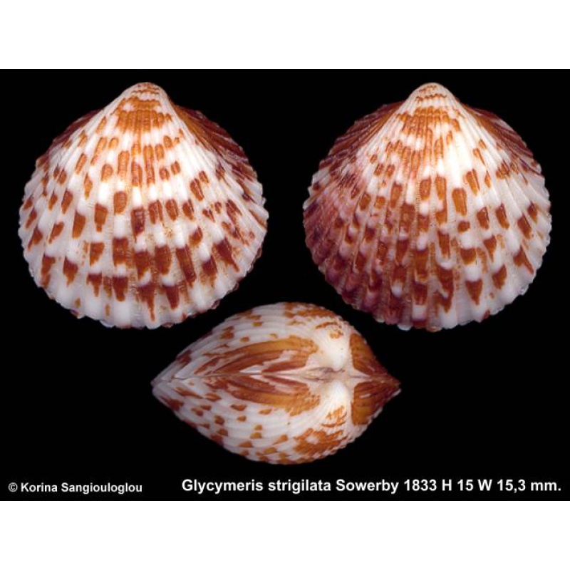 Glycymeris strigilata Gorgeous Colorful!