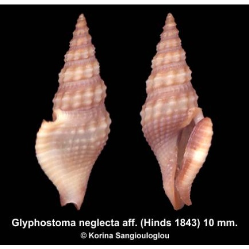 Glyphostoma neglecta aff. Outstanding!