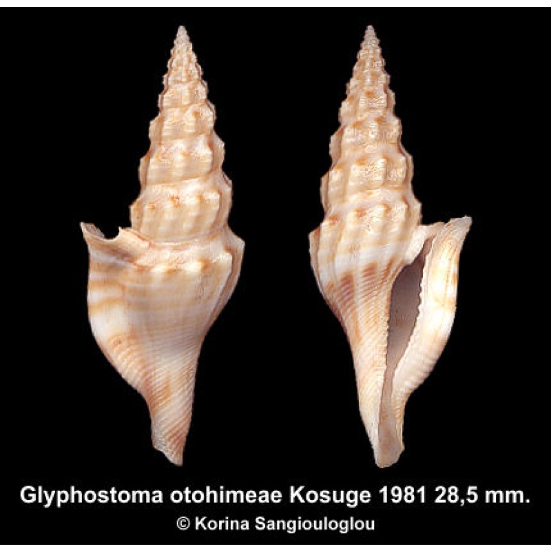 Glyphostoma otohimeae Gorgeous Large Superb!