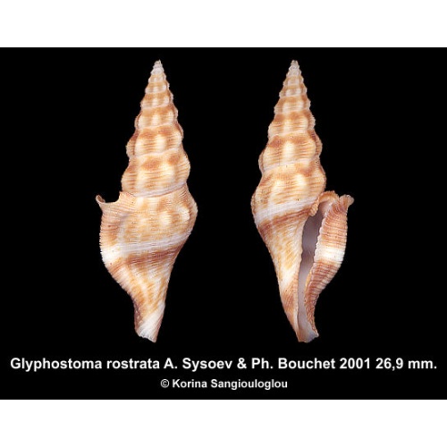 Glyphostoma rostrata Gorgeous Superb!