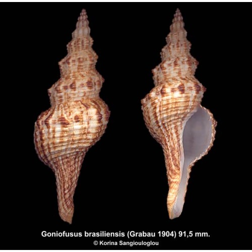 Goniofusus brasiliensis Gorgeous Rio Janeiro Form!