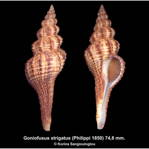 Goniofusus strigatus Gorgeous Superb Dark!