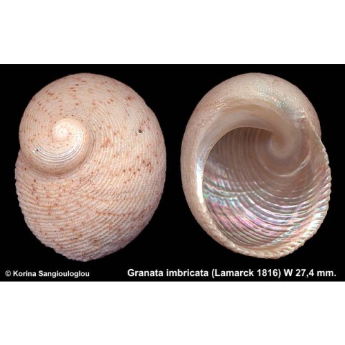 Granata imbricata Gorgeous!